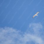 Azure Sky White Clouds Seagull background image & Google Slides Theme