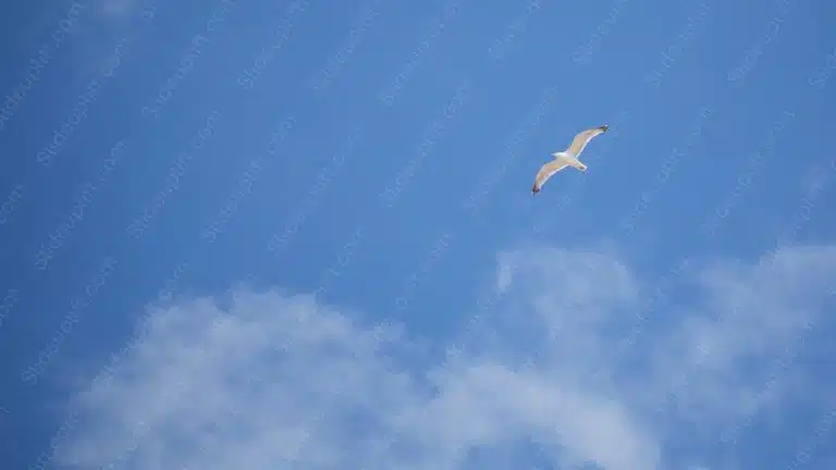 Azure Sky White Clouds Seagull background image & Google Slides Theme