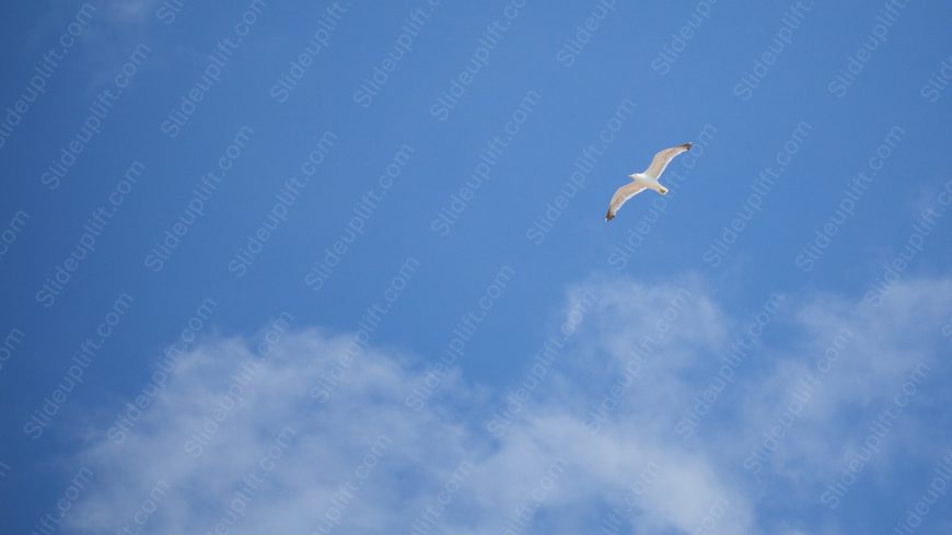 Azure Sky White Clouds Seagull background image