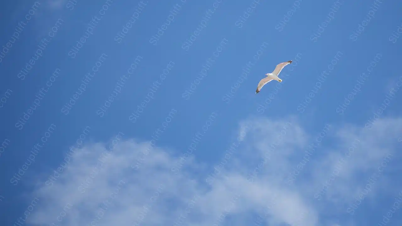 Azure Sky White Clouds Seagull background image & Google Slides Theme