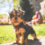 Black Brown Yorkshire Terrier Green Grass background image & Google Slides Theme