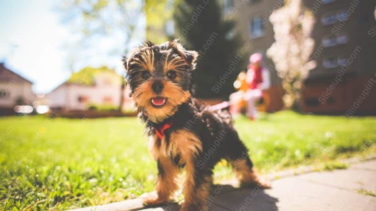 Black Brown Yorkshire Terrier Green Grass background image & Google Slides Theme