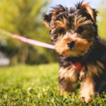 Black Brown Yorkshire Terrier Pink Leash Green Grass background image & Google Slides Theme