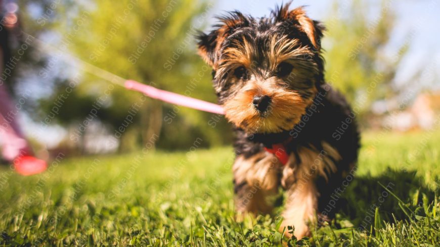 Black Brown Yorkshire Terrier Pink Leash Green Grass background image
