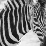 Black and White Zebra background image & Google Slides Theme