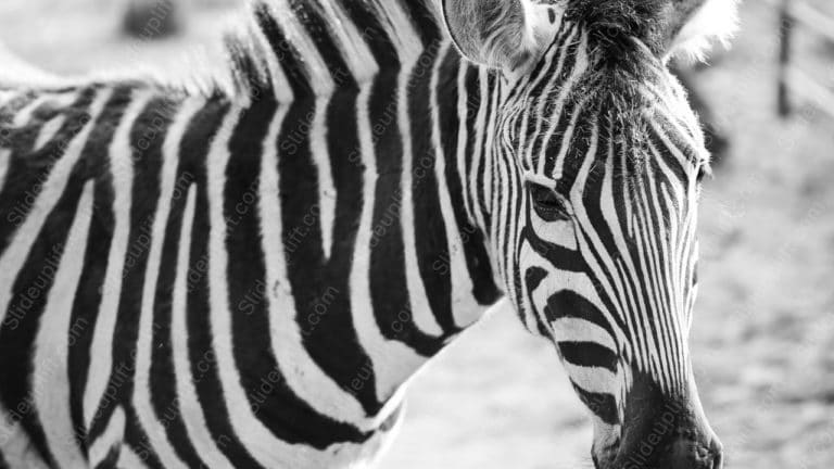 Black and White Zebra background image & Google Slides Theme