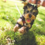 Black brown tan dog green grass background image & Google Slides Theme