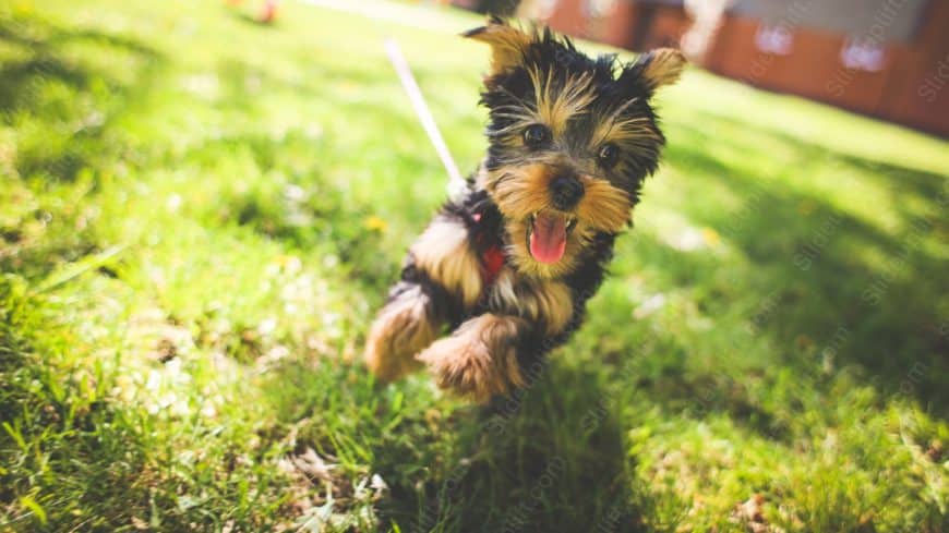 Black brown tan dog green grass background image