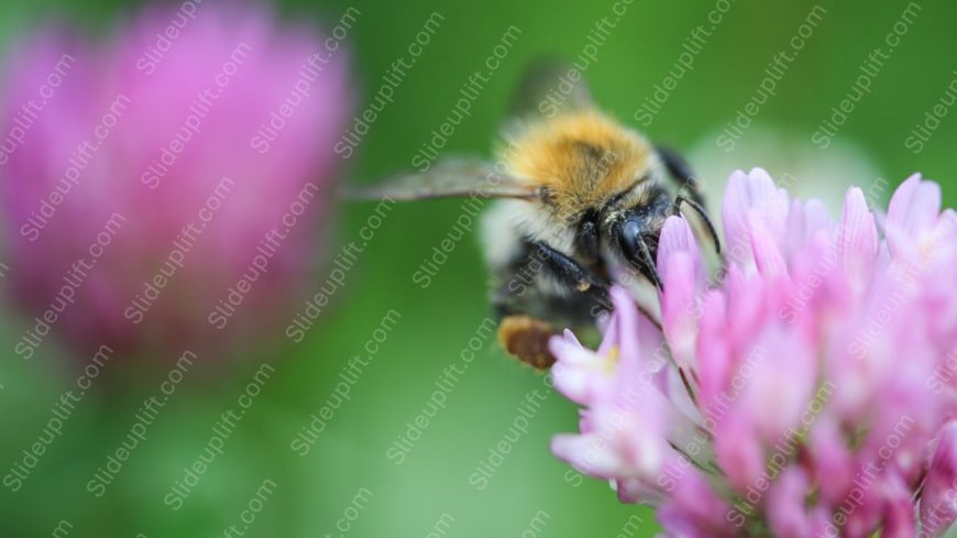 Black orange bee pink clover green background image