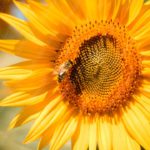 Bright Yellow Sunflower and Bee background image & Google Slides Theme