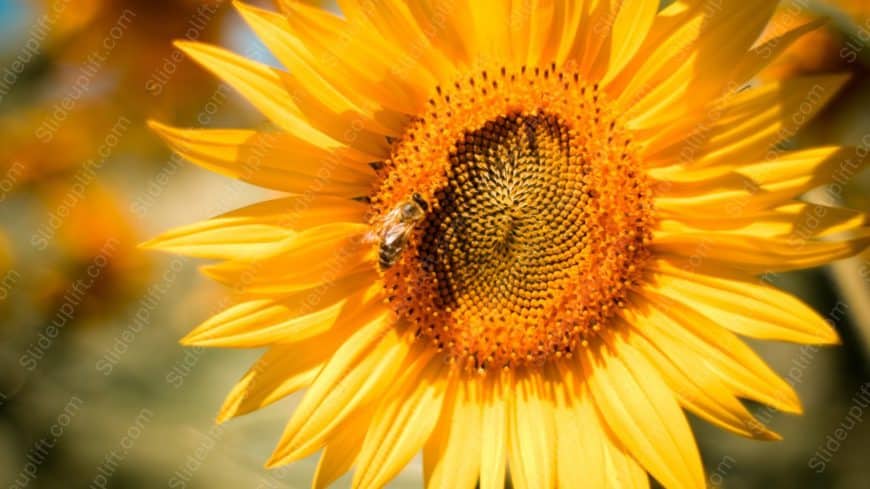 Bright Yellow Sunflower and Bee background image
