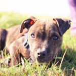 Brown Brindle Puppy Green Grass background image & Google Slides Theme