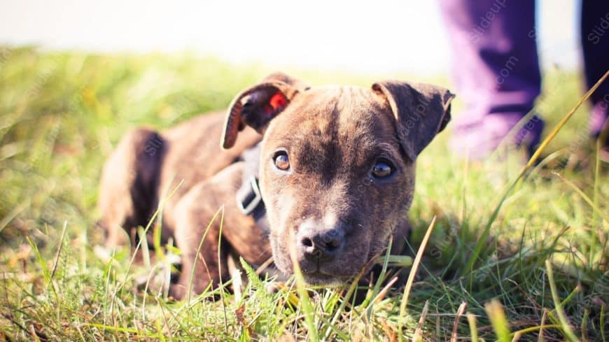 Brown Brindle Puppy Green Grass background image