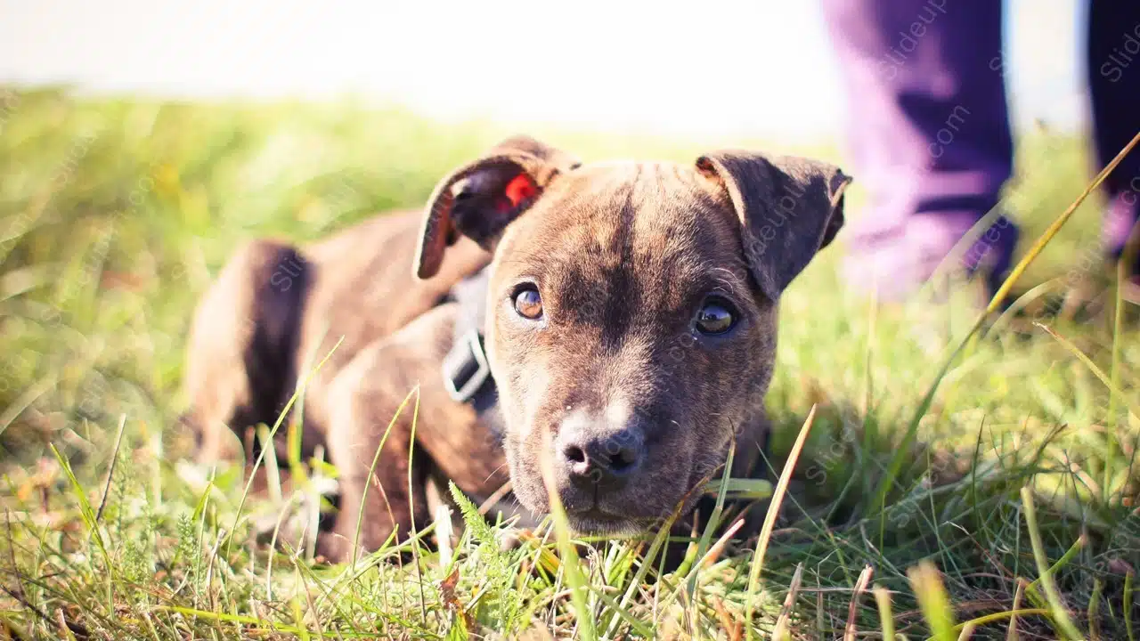 Brown Brindle Puppy Green Grass background image & Google Slides Theme