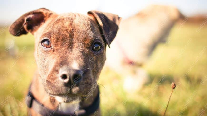 Brown Dog Greenery background image