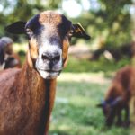 Brown Goat Green background image & Google Slides Theme