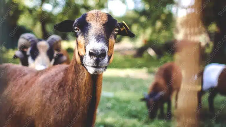 Brown Goat Green background image & Google Slides Theme