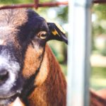 Brown Goat Metal Fence background image & Google Slides Theme