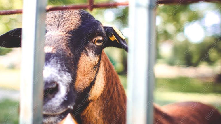 Brown Goat Metal Fence background image & Google Slides Theme