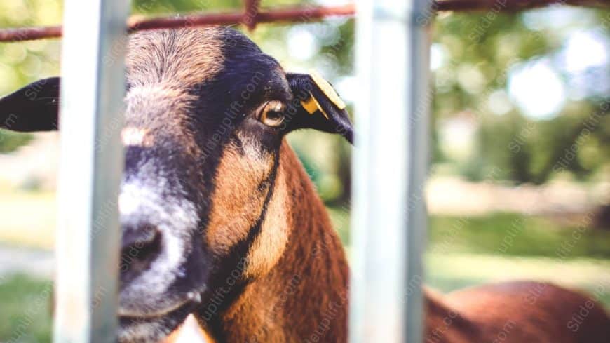 Brown Goat Metal Fence background image