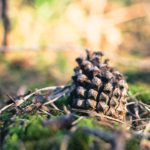 Brown Pine Cone Greenery background image & Google Slides Theme