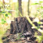 Brown tree stump Greenery background image & Google Slides Theme