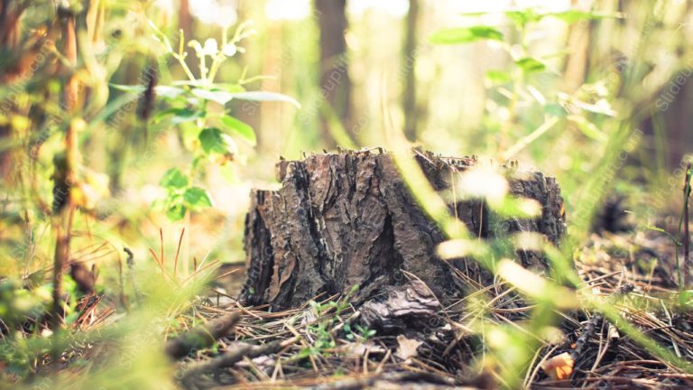 Brown tree stump Greenery background image & Google Slides Theme