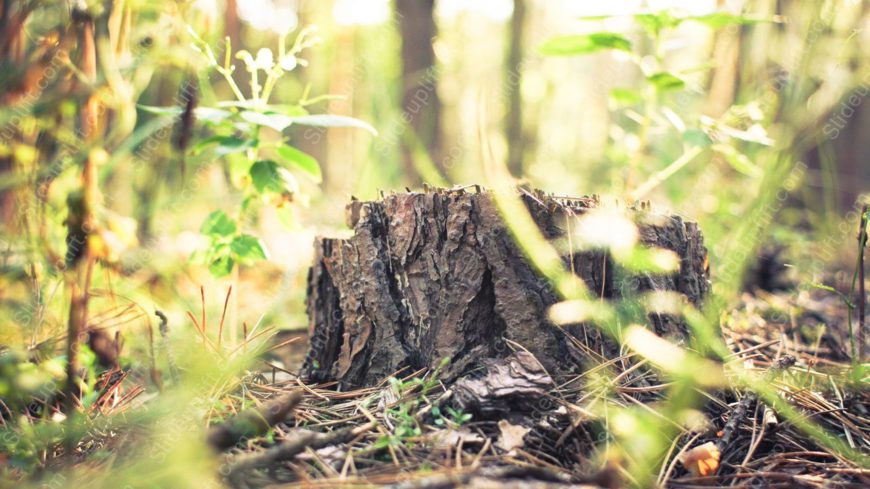 Brown tree stump Greenery background image