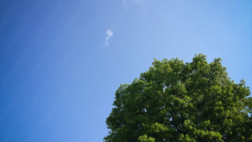 Cerulean Sky Green Tree background image