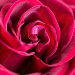 Crimson Rose Petal background image & Google Slides Theme