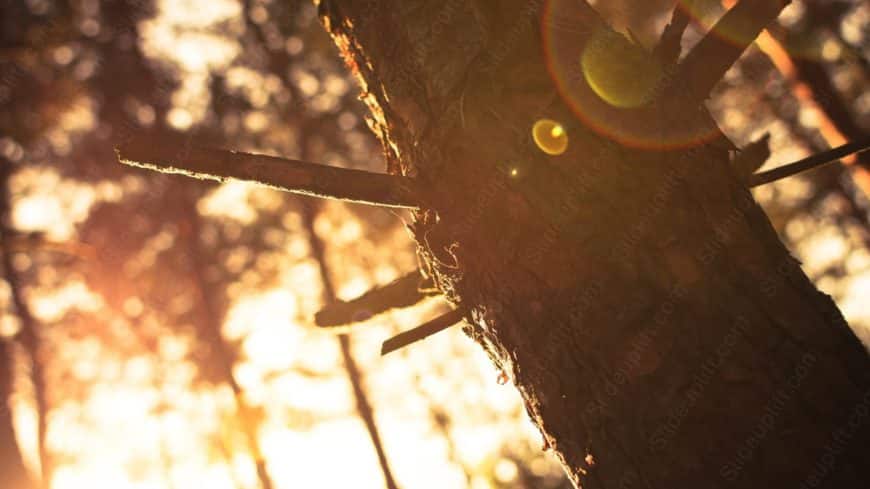 Golden Brown Tree Bark Sunset background image