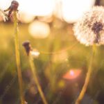 Golden Dandelions Green background image & Google Slides Theme