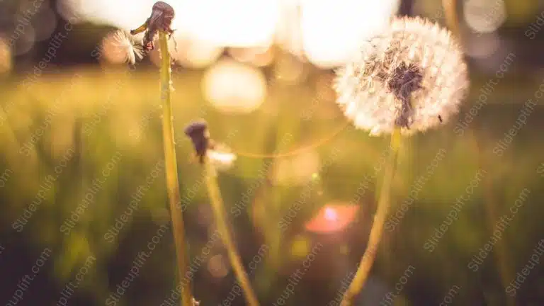 Golden Dandelions Green background image & Google Slides Theme