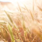 Golden Wheat Field background image & Google Slides Theme