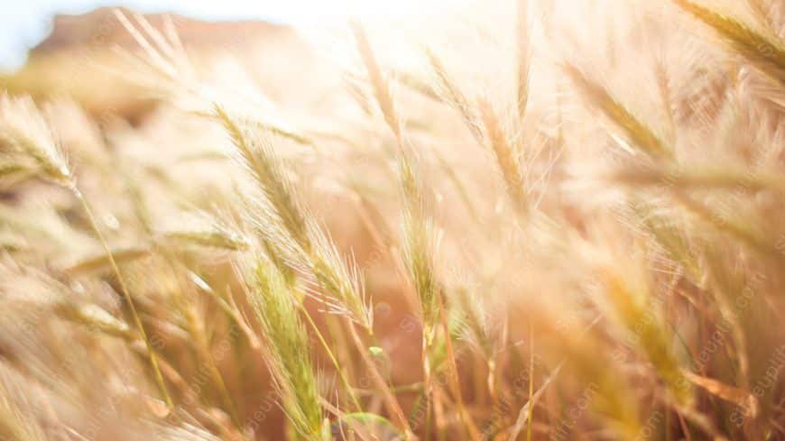 Golden Wheat Field background image