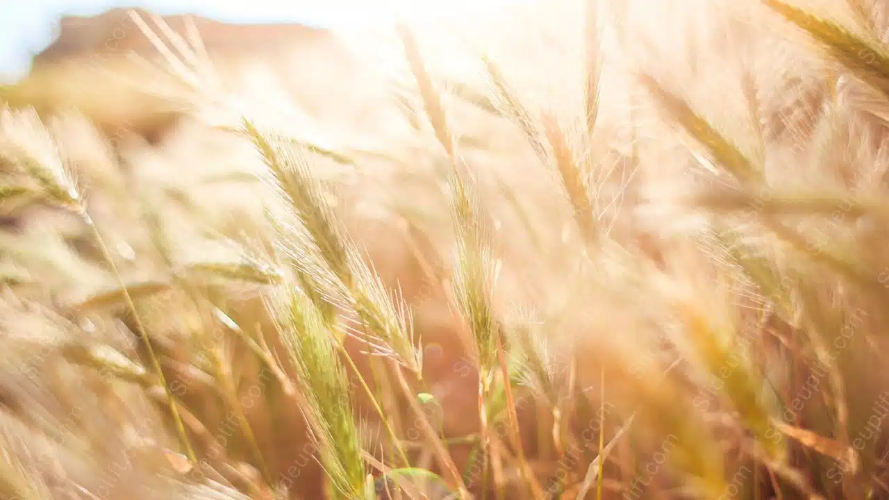 Golden Wheat Field background image & Google Slides Theme