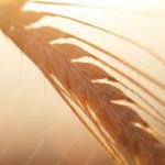 Golden Wheat Stalk background image & Google Slides Theme