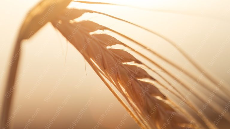 Golden Wheat Stalk background image & Google Slides Theme