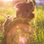 Golden Yorkshire Terrier Green Grass background image & Google Slides Theme