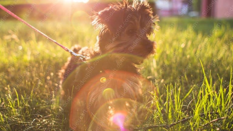 Golden Yorkshire Terrier Green Grass background image & Google Slides Theme