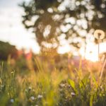 Golden dandelion green grass background image & Google Slides Theme