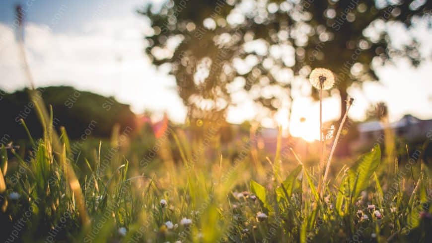 Golden dandelion green grass background image