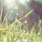 Golden green grass background image & Google Slides Theme