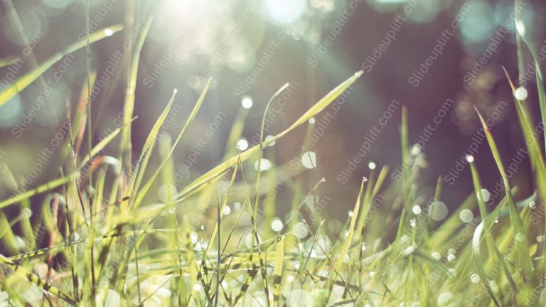 Golden green grass background image & Google Slides Theme