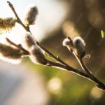 Golden warm catkins nature background image & Google Slides Theme