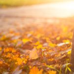 Golden yellow leaves tree trunk background image & Google Slides Theme