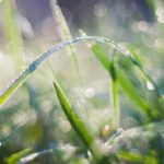 Green Dewy Grass Bokeh Background Image & Google Slides Theme