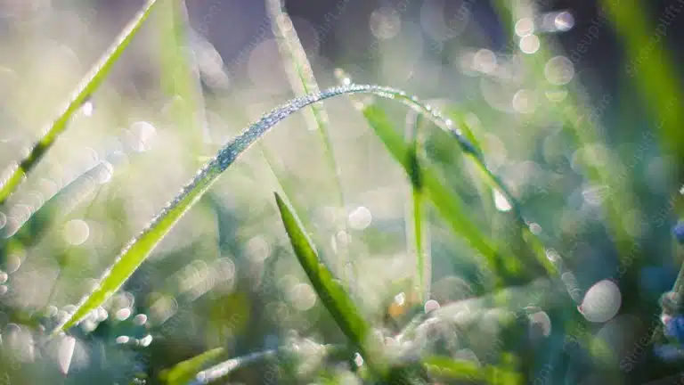 Green Dewy Grass Bokeh Background Image & Google Slides Theme