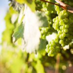 Green Grapes Vineyard background image & Google Slides Theme