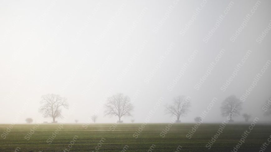 Green Grass Gray Trees Misty background image